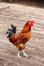 A beautiful bright rooster of brown color with blue-green feathers on the tail, large red comb stands on one leg on gray boards