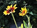 Beautiful bright rudbeckia flowers in sunny park Royalty Free Stock Photo