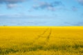 Beautiful bright rural landscape with yellow rapeseed field against a blue sky with clouds on sunny spring day Royalty Free Stock Photo