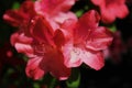 Beautiful bright salmon pink azalea flowers in full bloom Royalty Free Stock Photo