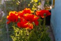 Beautiful bright scarlet poppies flowers on a flower bed in the garden. Red flowers in summer Royalty Free Stock Photo