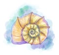 Watercolor multicolored seashell hand painted