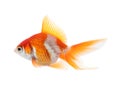 Beautiful bright small goldfish isolated