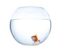 Beautiful bright small goldfish in round glass aquarium isolated Royalty Free Stock Photo