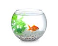 Beautiful bright small goldfish in round glass aquarium isolated Royalty Free Stock Photo