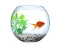 Beautiful bright small goldfish in round glass aquarium isolated Royalty Free Stock Photo