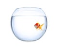 Beautiful bright small goldfish in round glass aquarium isolated Royalty Free Stock Photo