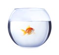 Beautiful bright small goldfish in round glass aquarium isolated Royalty Free Stock Photo