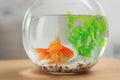 Beautiful bright small goldfish in round glass aquarium on wooden table indoors Royalty Free Stock Photo