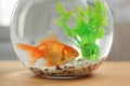 Beautiful bright small goldfish in round glass aquarium on wooden table indoors, closeup Royalty Free Stock Photo