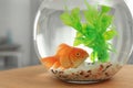 Beautiful bright small goldfish in round glass aquarium on wooden table indoors, closeup Royalty Free Stock Photo