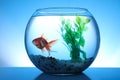 Beautiful bright small goldfish swimming in round glass aquarium on blue background Royalty Free Stock Photo