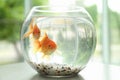 Beautiful bright small goldfishes in round glass aquarium on table indoors