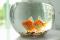 Beautiful bright small goldfishes in round glass aquarium on table indoors, closeup