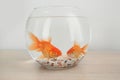 Beautiful bright small goldfishes in round glass aquarium on wooden table