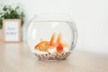 Beautiful bright small goldfishes in round glass aquarium on wooden table