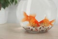 Beautiful bright small goldfishes in round glass aquarium on wooden table, closeup