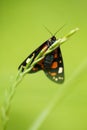 A beautiful, bright spotted butterfly sitting on a grass in summer evening.