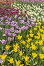 Beautiful bright spring garden tulips. Multi-colored flowers flowerbed with tulips. Plantation varietal tulips of different colors