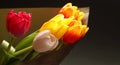 Beautiful bright spring tulips on a dark background. A bouquet of yellow, red and white tulips Royalty Free Stock Photo