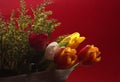 Beautiful bright spring tulips on a dark red background. A bouquet of yellow, red and white tulips Royalty Free Stock Photo