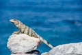 Iguana sitting on oceans edge on a rock