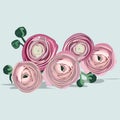 Beautiful bright summer flowers illustration, Ranunculus, pink flowers bouquet for illustrations