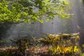 Early morning in the forest, mist and sunbeams shine beautifully through the trees, Royalty Free Stock Photo