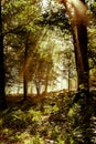 Early morning in the forest, mist and sunbeams shine beautifully through the trees, Royalty Free Stock Photo