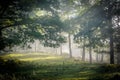 Early morning in the forest, mist and sunbeams shine beautifully through the trees,