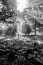 Early morning in the forest, mist and sunbeams shine beautifully through the trees, Royalty Free Stock Photo