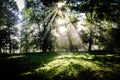 Early morning in the forest, mist and sunbeams shine beautifully through the trees, Royalty Free Stock Photo