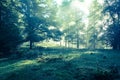 Early morning in the forest, mist and sunbeams shine beautifully through the trees, Royalty Free Stock Photo