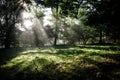 Early morning in the forest, mist and sunbeams shine beautifully through the trees, Royalty Free Stock Photo