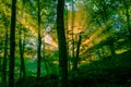 Early morning in the forest, mist and sunbeams shine beautifully through the trees, Royalty Free Stock Photo