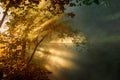 Beautiful bright sunbeams make their way through the morning mist and the foliage of trees. Picturesque landscape. Royalty Free Stock Photo