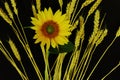 Beautiful bright sunflower on background of ripe wheat ears on black background. Symbolic concept Ã¢â¬â summer, sun, harvest, rustic Royalty Free Stock Photo