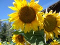 Bright Sunflower, blue sky Royalty Free Stock Photo