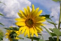 Beautiful bright sunflower close-up against blue sky Royalty Free Stock Photo