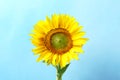 Beautiful bright sunflower on color background Royalty Free Stock Photo