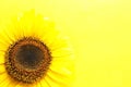 Beautiful bright sunflower on color background Royalty Free Stock Photo