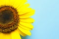 Beautiful bright sunflower on color background Royalty Free Stock Photo