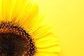 Beautiful bright sunflower on color background Royalty Free Stock Photo