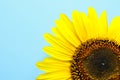 Beautiful bright sunflower on color background Royalty Free Stock Photo