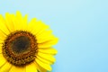 Beautiful bright sunflower on color background top view Royalty Free Stock Photo