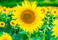 Beautiful bright sunflower field background with one big blooming yellow flower in focus. Royalty Free Stock Photo