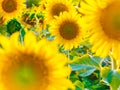 Beautiful bright sunflower field background with one big blooming yellow flower in focus. Close-up horizontal banner Royalty Free Stock Photo