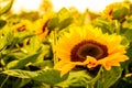 Beautiful bright sunflower field background with one big blooming yellow flower in focus. Sunflowers among the field Royalty Free Stock Photo