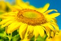 Beautiful bright sunflower field and blue sky background with one big blooming yellow flower in focus. Close-up Royalty Free Stock Photo