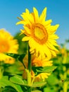 Beautiful bright sunflower field and blue sky background with one big blooming yellow flower in focus. Close-up vertical Royalty Free Stock Photo